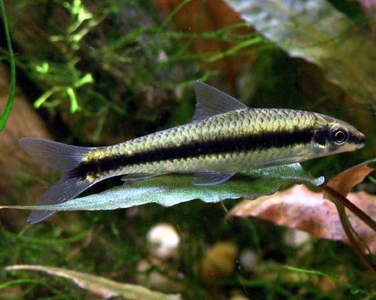 Striped Siamese Flying Fox (Algae Eater) ~ 3cm - 4cm